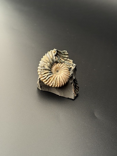 Аммонит Deshayesites volgensis 41х40 мм