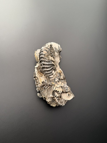 Аммонит Deshayesites volgensis 110 х 47 мм