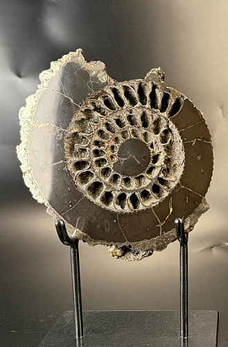 Аммонит Speetoniceras versicolor 26х21 см