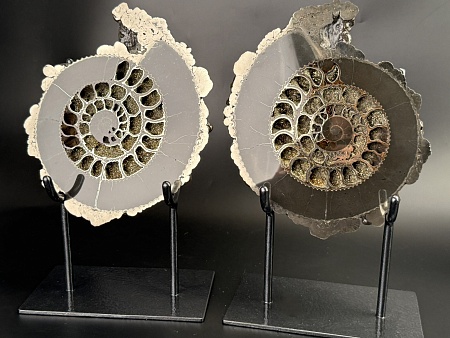 Аммонит Speetoniceras versicolor  26х23 см