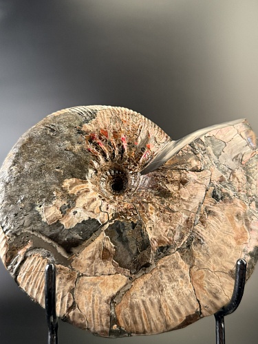 Аммонит Deshayesites  210 х160 мм