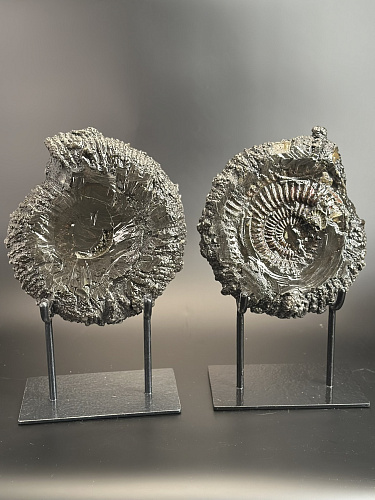 Аммонит Speetoniceras versicolor ПАРА 27х24 см 