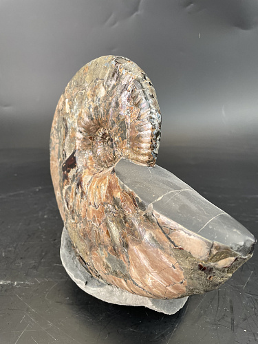 Аммонит Paradeshayesites sp. 200х150 мм