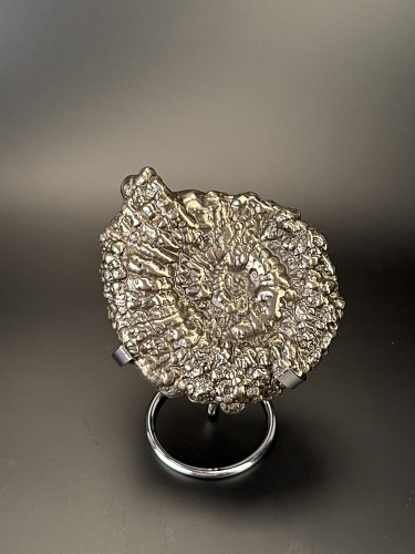 Аммонит Speetoniceras versicolor 13х10 см