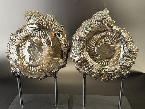 Аммонит Speetoniceras versicolor ПАРА 24х22 см