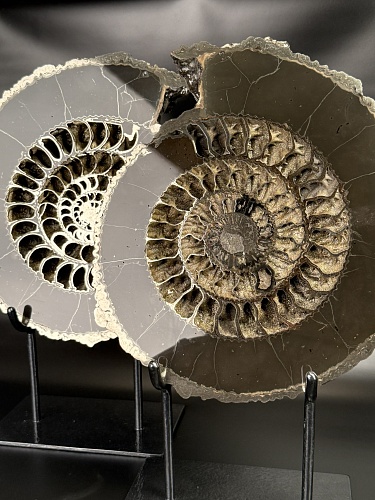 Аммонит Speetoniceras versicolor ПАРА 34 х 30 см