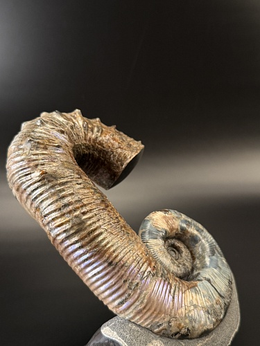 Развернутый аммонит Audouliceras 180х130х80 мм