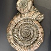 Аммонит Speetoniceras versicolor 43х36 см