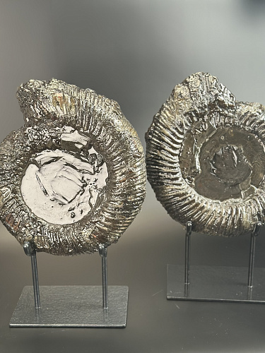 Аммонит Speetoniceras versicolor ПАРА  35х30 см