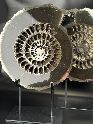 Аммонит Speetoniceras versicolor ПАРА 34 х 30 см