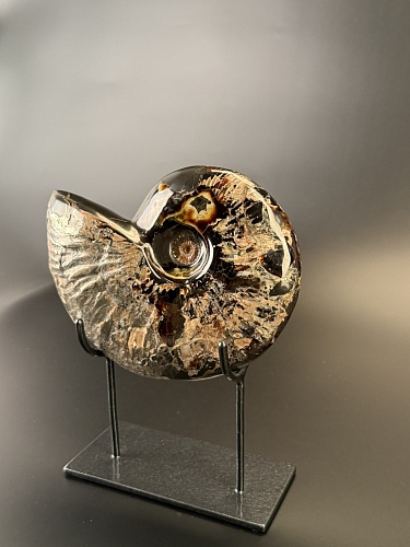 Аммонит Deshayesites imitator  210 х160мм