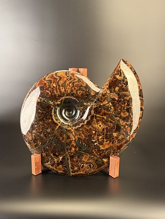 Аммонит Craspedodiskus discofalkatus 420х360 мм