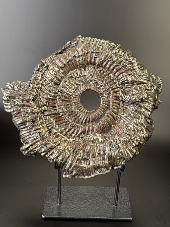 Аммонит Speetoniceras versicolor 27х25 см