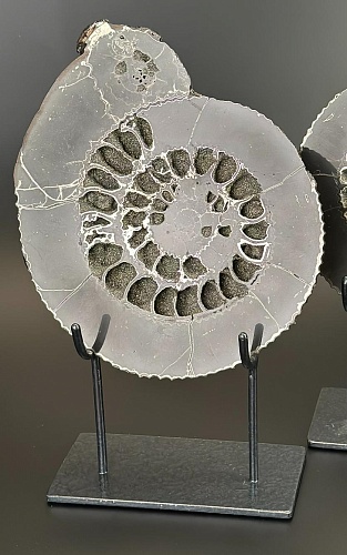 Аммонит Speetoniceras versicolor   25х20 см  