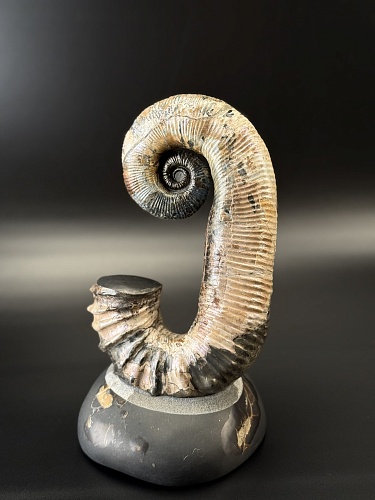 Развернутый аммонит Audouliceras 240х120х100 мм