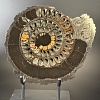Аммонит Speetoniceras versicolor ПАРА 32х29 см 