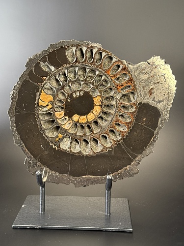 Аммонит Speetoniceras versicolor ПАРА 32х29 см 