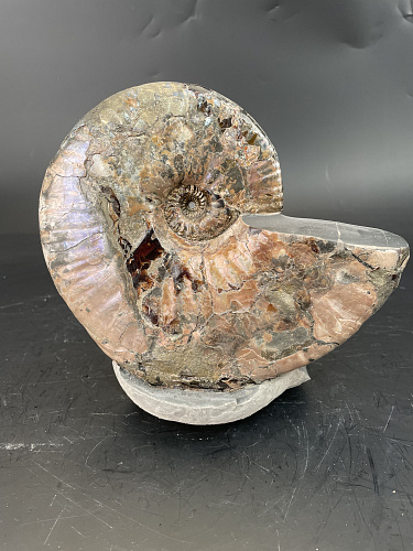 Аммонит Paradeshayesites sp. 200х150 мм