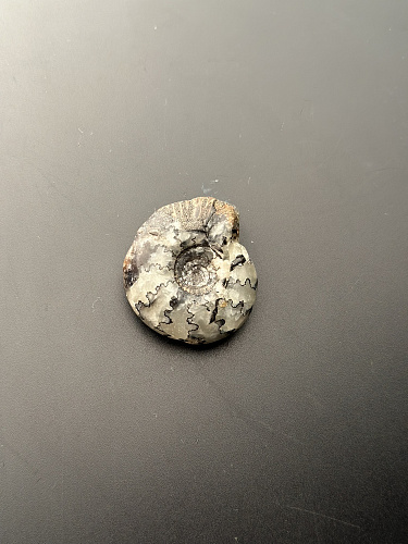 Аммонит Craspedites sp 35x31 мм