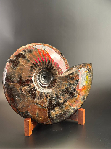 Аммонит Craspedodiskus discofalkatus красный перламутр 