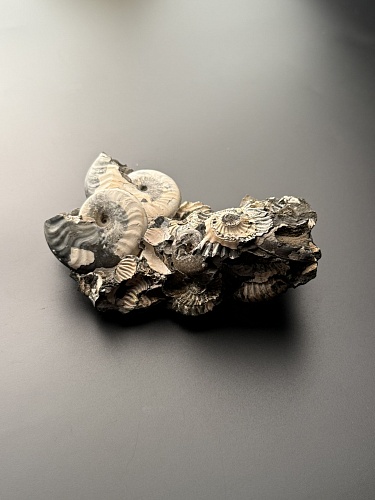 Аммонит Deshayesites volgensis 120х72 мм