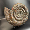 Аммонит Speetoniceras versicolor 49х40х15 см