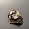 Аммонит Deshayesites volgensis 43х35 мм