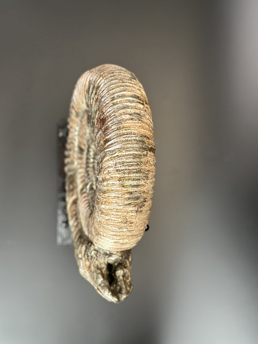 Аммонит Speetoniceras versicolor  28х25 см