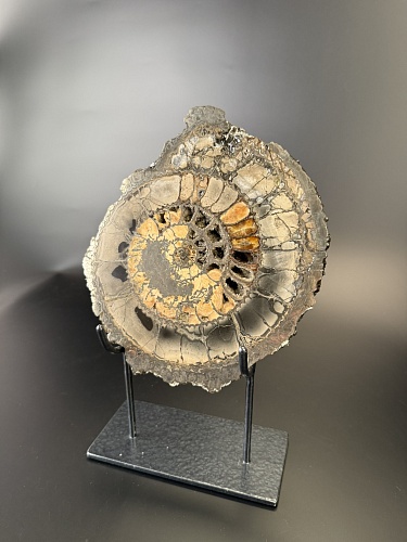 Аммонит Speetoniceras versicolor ПАРА 18х16 см