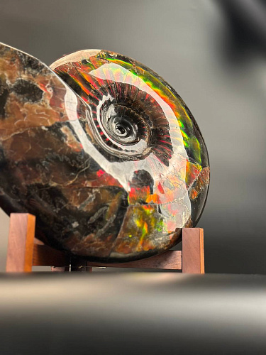 Аммонит Craspedodiskus discofalkatus красный перламутр 