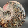 Аммонит Craspedodiskus discofalkatus  290х250 мм