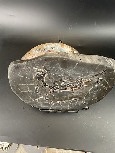 Аммонит Paradeshayesites sp. 350х290 мм