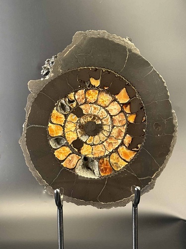 Аммонит Speetoniceras versicolor ПАРА  32х27 см