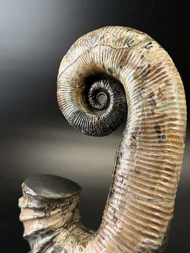 Развернутый аммонит Audouliceras 240х120х100 мм
