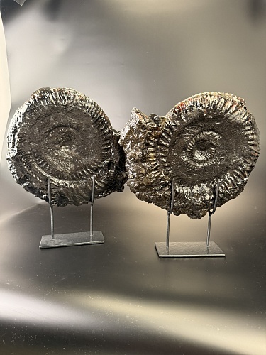 Аммонит Speetoniceras versicolor ПАРА 33х31 см