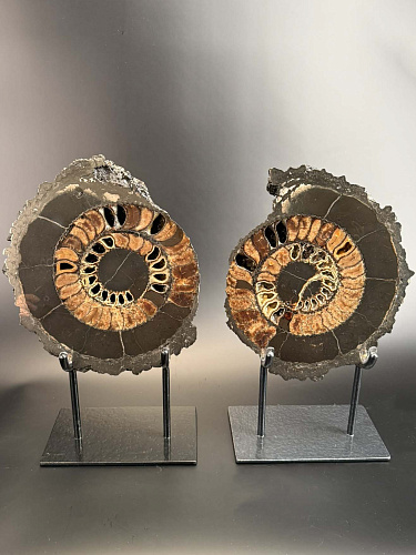 Аммонит Speetoniceras versicolor ПАРА 30х28 см