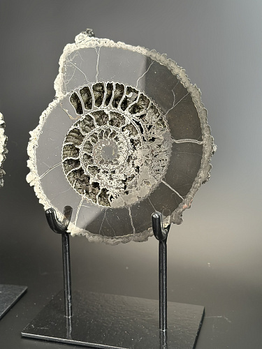 Аммонит Speetoniceras versicolor ПАРА 27х24 см 