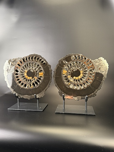 Аммонит Speetoniceras versicolor ПАРА 32х29 см 