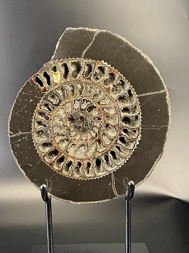 распил аммонита Speetoniceras versicolor ПАРА 30x26 см