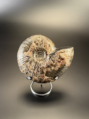 Аммонит Craspedodiskus discofalkatus  150х110 мм