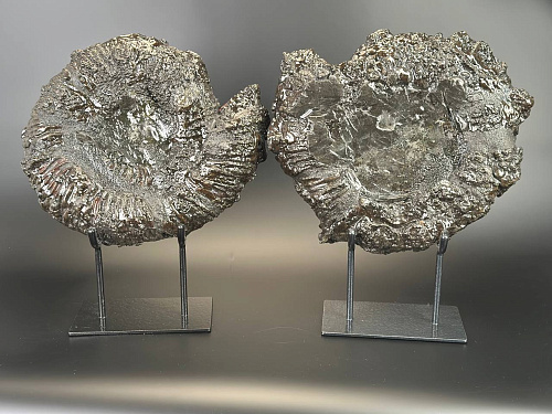 Аммонит Speetoniceras versicolor ПАРА 40х35 см