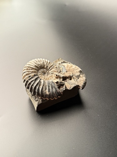 Аммонит Deshayesites volgensis 50х42 мм