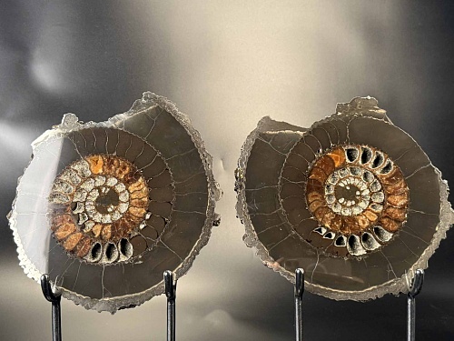 Аммонит Speetoniceras versicolor ПАРА 27х23 см
