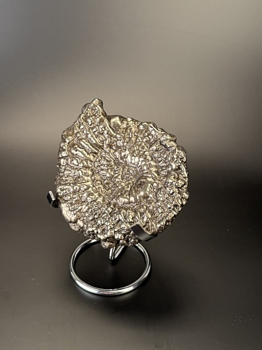 Аммонит Speetoniceras versicolor 13х10 см