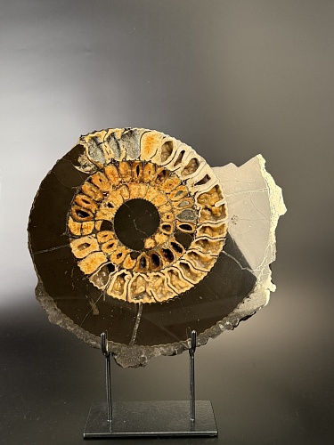 Аммонит Speetoniceras versicolor ПАРА 33х31 см