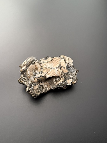 Аммонит Deshayesites volgensis 90х63 мм