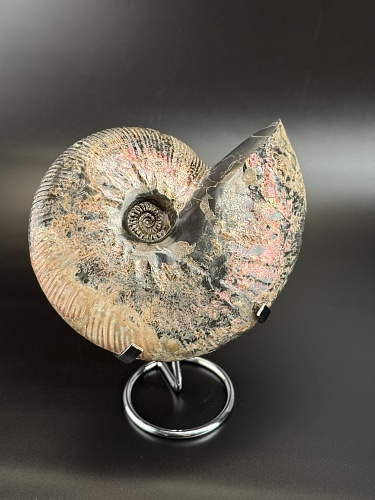 Аммонит Deshayesites  170х150 мм