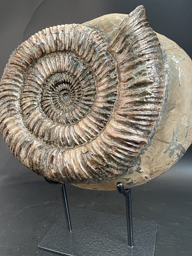 Аммонит Speetoniceras subinversum 310х270 мм