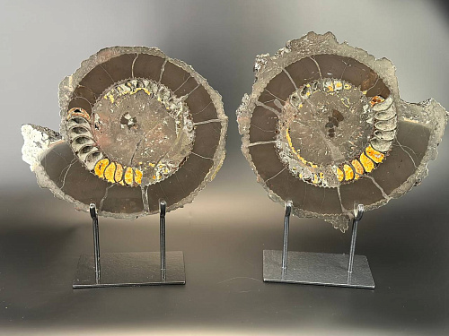 Аммонит Speetoniceras versicolor ПАРА 40х35 см