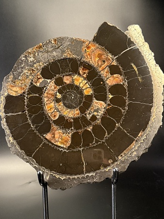 Аммонит Speetoniceras versicolor 35х30 см